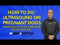 How to Do Ultrasound on Pregnant Dogs Quick Guide to Scanning Measure Puppy Gestational Age