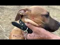 The Difference Between Altered Spaded Neutered Dogs Vers Non altered Dogs Real Frenchie Behavior