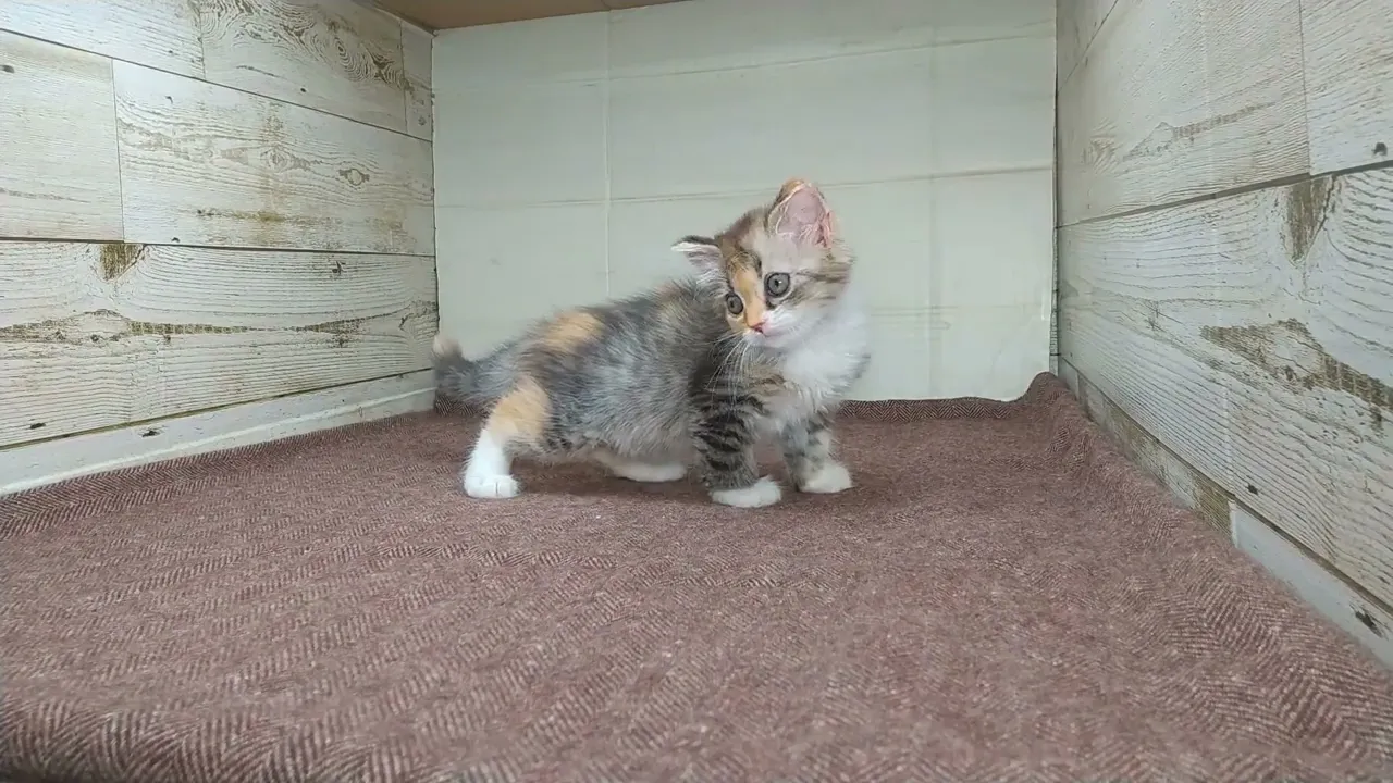 動画