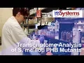 Transcriptome Analysis of S meliloti PHB Mutants - mSystems