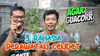 3 rahasia perawatan cendet agar gacor sepanjang hari