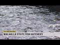 Fall Weather Week Walhalla State Fish Hatchery