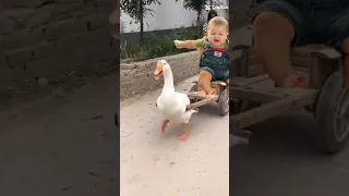 البطة البطة اطفال العاب البطة اغاني 