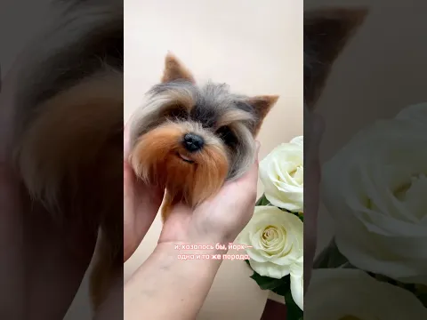 Подборка миниатюр йорков, которых я делала 🐾 #йорк #валяние