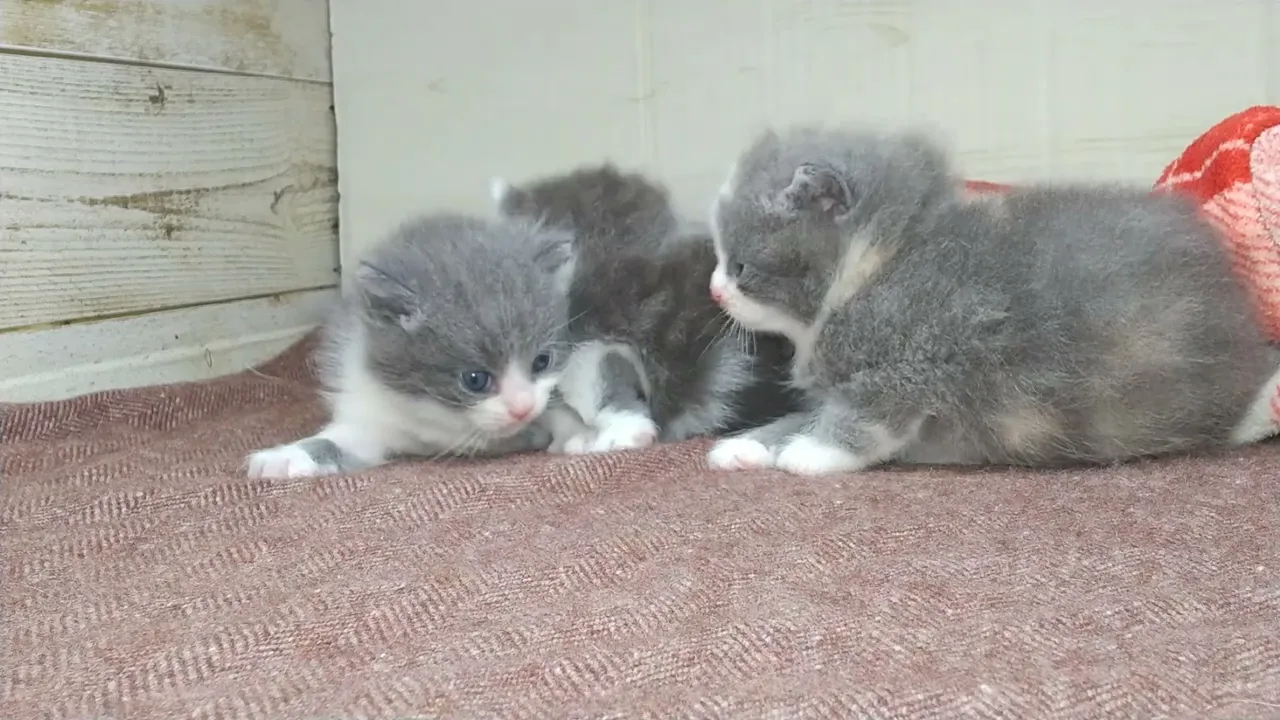 動画