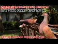 Download Lagu LOP DELAPAN MERPATI PAKET KOMPLIT BAHAN PROSEPK MERPATI KOLONG