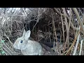 1 Hour of Trail Camera Footage - UK Rabbits