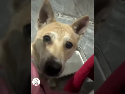 LOL The Last Dog! Funny Dogs Shorts Video Compilations 🐶😂😂 -EPS1359 #funnydogsvideos