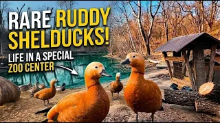 meet the ruddy shelduck a rare bird with less than 100 left asmr and relaxion birdwatching