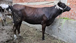 زلزال جنوني في اسعار العجميات البقر العشر والبقر العشر ولبن اسعار تفتح النفس وتاكل عيش 