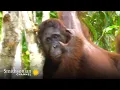 Orangutan Uses Acrobatic Tree-Hopping to Get Food Orangutan Jungle School Smithsonian Channel
