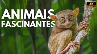 INDONÉSIA - Entre Dragões e Gigantes | Documentário Completo