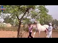 Lara ghoda panjap wa ak namber ghoda nukhra
