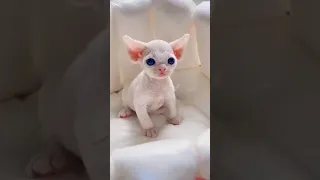 Random Cats What I Found On Imgur Com Ep 48 