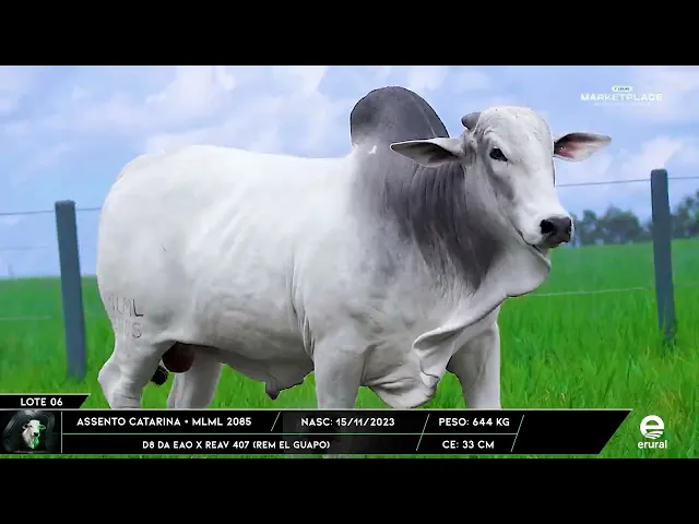 Touro Nelore MLML - 2085