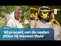 Download Lagu Wespen- en hoornaarsnesten zorgen voor topdrukte bij bestrijders 🐝 | L1 Nieuws