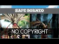 Lagu ( Free No Copyright Music )  Instrument Sape Dayak terbaru 2021