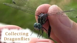 Download How to Collect Dragonflies MP3