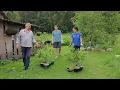 Download Lagu Het hele gezin plant bosbessen en kookt vervolgens het avondeten | Murka bracht haar kittens mee