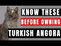Turkish Angora Breed Portrait - What You NEED to Know Before Owning