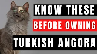 Turkish Angora Breed Portrait - What You NEED to Know Before Owning