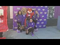 Sacramento Kings mascot Slamson hanging out with a pirate fox