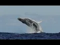 The Wonder of Whales | For Sleep Documentary (No AI Used)