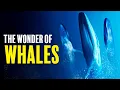 Download Lagu Oceanic Titans: The Wonder of Whales | For Sleep Documentary (No AI)
