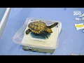 Download Lagu A tremendous effort to save a tiny sea turtle