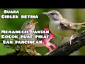 Lagu suara pikat ciblek|| suara ciblek betina  memagil jantan #mp3pikat  #caramikat