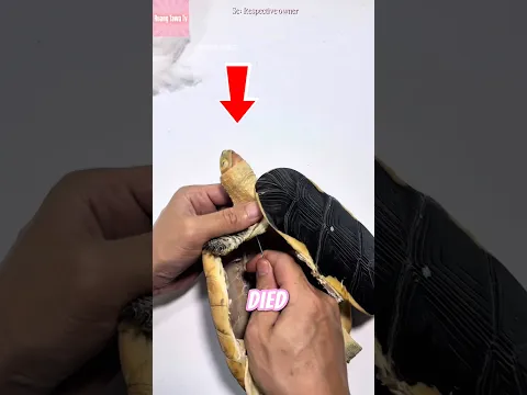 Kura-Kura yang Diawetkan! 🥹🐢