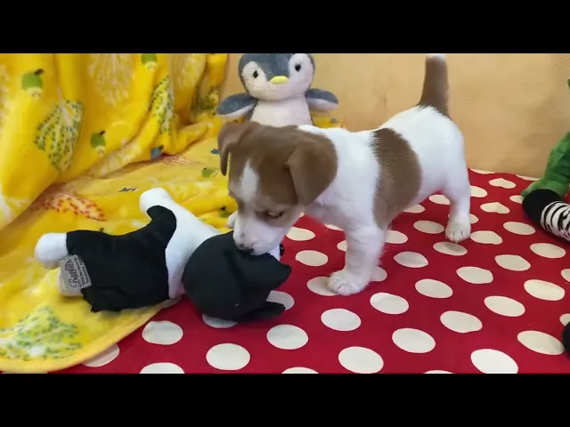 動画