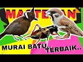 Download Lagu MASTERAN MURAI BATU TERBAIK.CILILIN ,JANGKRIK,GEREJA
