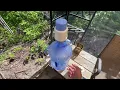 Primo Water Dispenser Pump Review For 5 Gallon Jugs