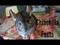 16 Cool Chinchilla Facts