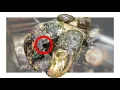 Download Lagu ROTTEN COWS HOOF CLEANING *HUGE HIDDEN SECRET REVEALED*