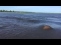 How fast do hippos swim
