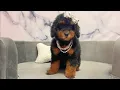Mini Bernedoodle F at Furry Babies Portage