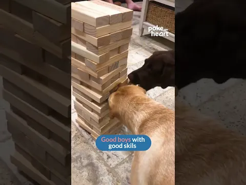 wanna play a game ❤️ #dogslife #adorablepets #jenga #gametime