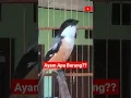 Download Lagu Cendet Gacor Suara Anak Ayam Berkokok