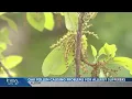 Oak pollen season will last longer this year