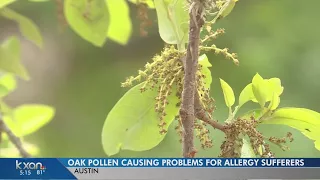 Oak pollen season will last longer this year