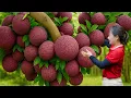 Lagu Harvesting GIANT RARE Sal Fruits | Peeled \u0026 Cooked Into Traditional Dishes – First Hybrid Harvest
