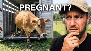 Our Cows Are Back! But Are They Pregnant??
