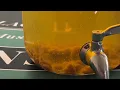 Checking the Jun Tea on day 3