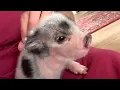 Piglet sweetly tells mom when it's bedtime