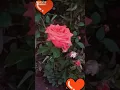 Download Lagu 💗💗💗💗#bigolivevideo