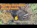 Download Lagu Penemuan harta Karun di Indonesia bekas pemukiman kuno METAL DETEKTOR INDONESIA 