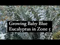 Growing Baby Blue Eucalyptus in Zone 5 Midwest flowers Iowa flower farm side hustle