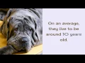 13 Strange Facts You Should Know About Neapolitan Mastiff